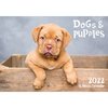 Calendar 2022 Biscay 16 Month Calendar Dogs & Puppies 