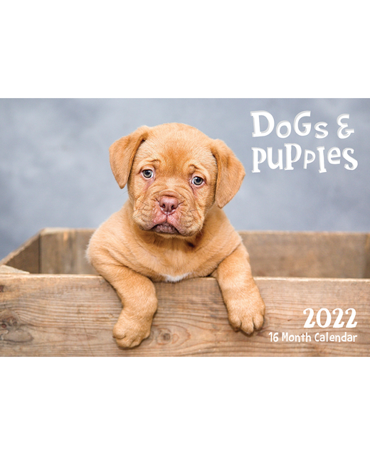 Calendar 2022 Biscay 16 Month Calendar Dogs & Puppies 