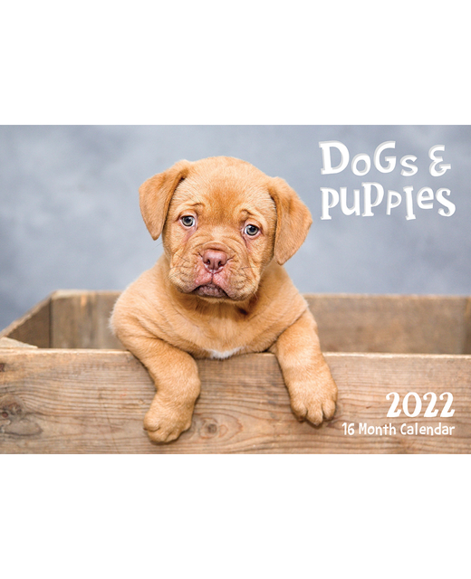 Calendar 2022 Biscay 16 Month Calendar Dogs & Puppies 