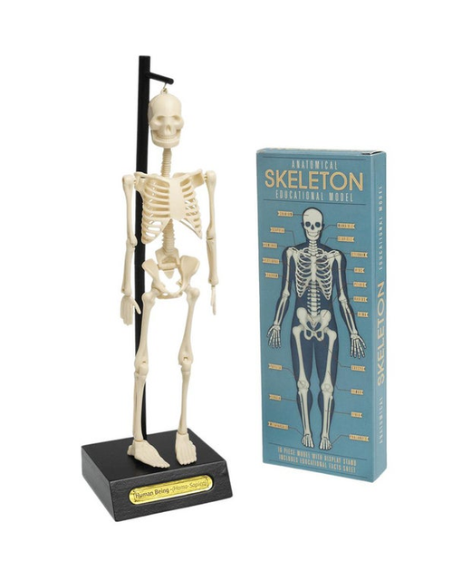 Rex London Anatomical Skeleton