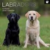 2024 SQUARE CALENDAR LABRADORS