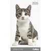 Collins Diary Slim Cats & Kittens Month to View 2026