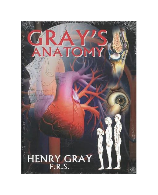 GRAY'S ANATOMY