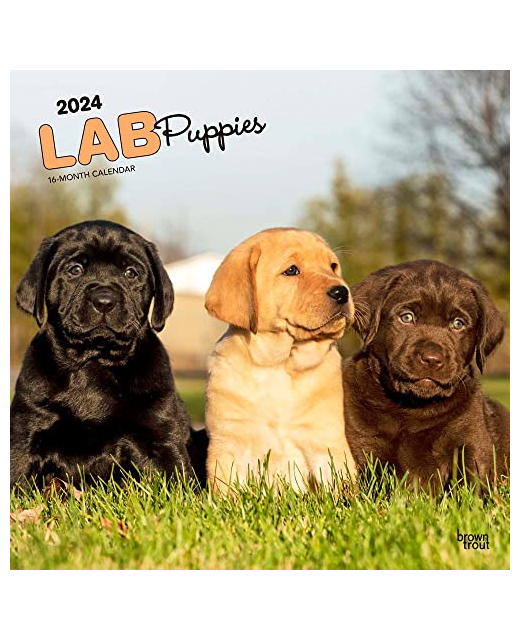 2024 SQUARE CALENDAR LAB PUPPIES