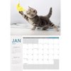 CALENDAR 2027 COLLINS CATS AND DOGS