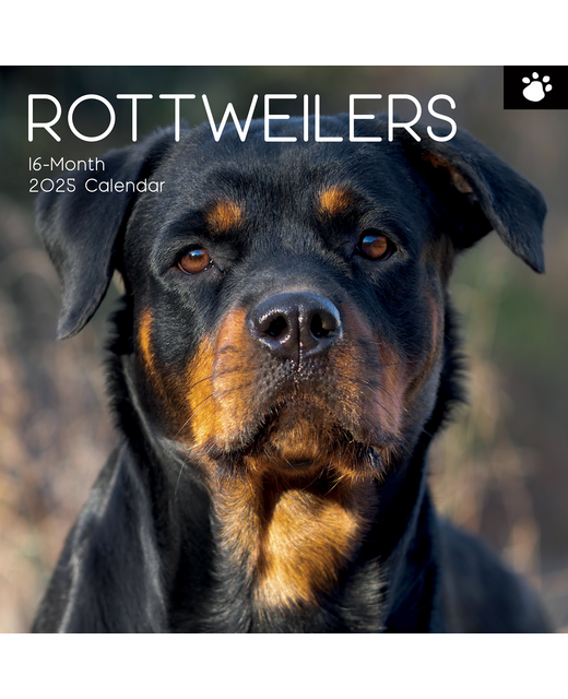 2025 SQUARE CALENDAR ROTTWEILERS