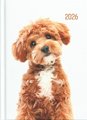DIARY 2026 Collins A51 Cats & Dogs Day to Page Diary Even Year