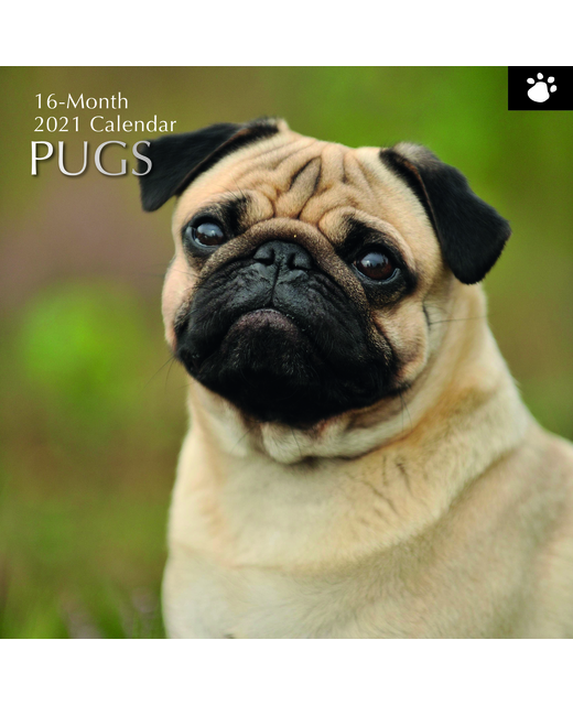2021 SQUARE CALENDAR PUGS